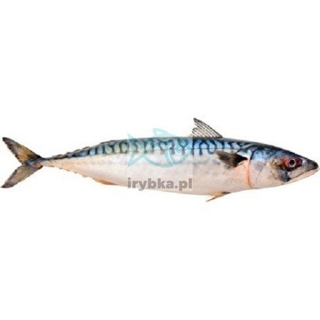 Makrela (atlantycka) świeża cała patroszona bez głowy