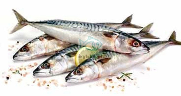 Makrela (atlantycka) świeża cała patroszona bez głowy
