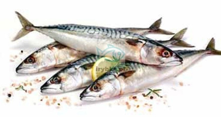 Makrela (atlantycka) świeża cała patroszona bez głowy