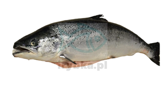 Łosoś świeży cały - patroszony / dziki / - 4-5 kg/szt.
