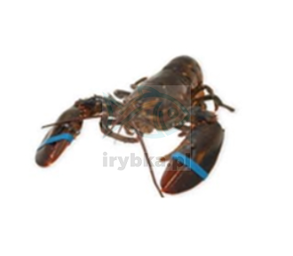 Homar Kanadyjski cały - rozm. 400-500 / świeży /