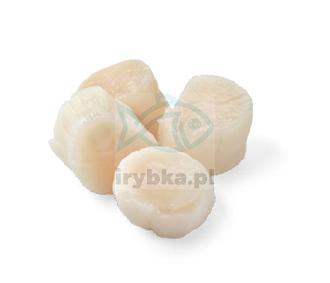 Mięso z małży Św. Jakuba - mrożone -(Przegrzebki) 10/20 szt./kg