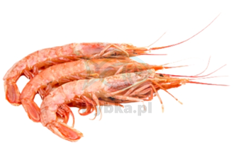 Krewetka Argentyńska L1