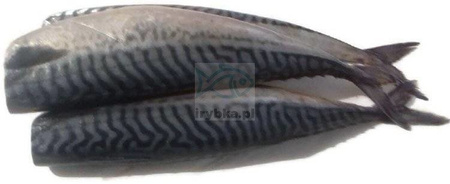 Makrela (atlantycka) świeża cała patroszona bez głowy