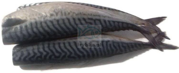 Makrela (atlantycka) świeża cała patroszona bez głowy