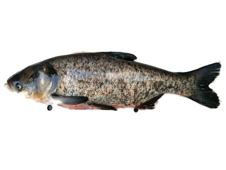 Tołpyga świeża z głową - patroszona / 2kg -3kg / szt.