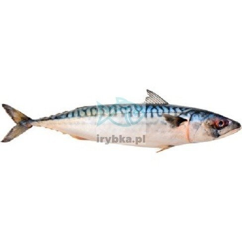 Makrela (atlantycka) świeża cała patroszona bez głowy