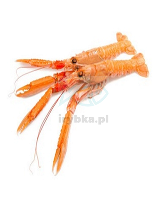 Langustynka - 31-40 1kg / 25% glazury /