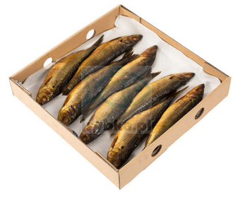 Pikling wędzony cały z głową - klasa 1