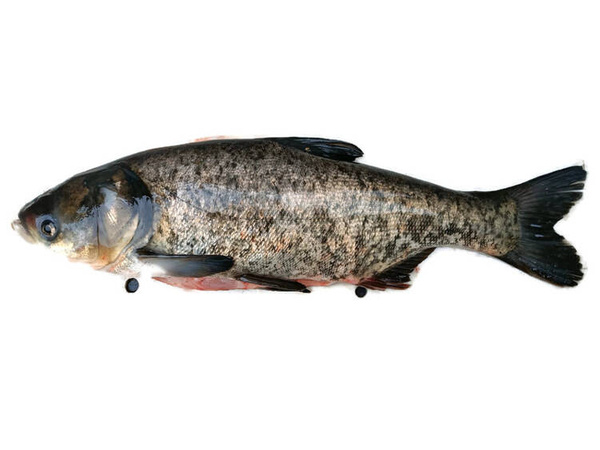 Tołpyga świeża z głową - patroszona / 2kg -3kg / szt.