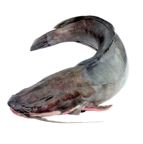 Sum Europejski patroszony z głową - świeży / 2,5 kg-3kg / szt.