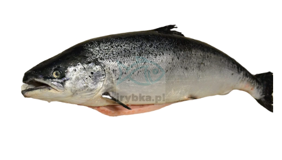 Łosoś świeży cały - patroszony / dziki / - 5-6 kg/szt.