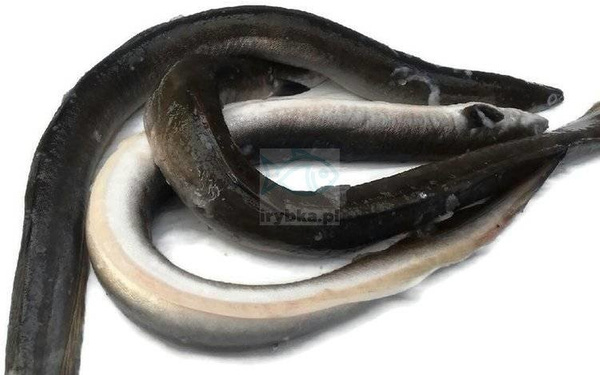 Węgorz świeży