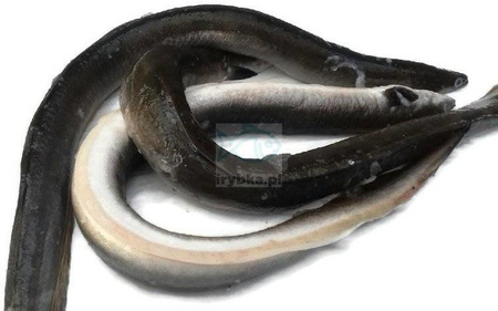 Węgorz świeży